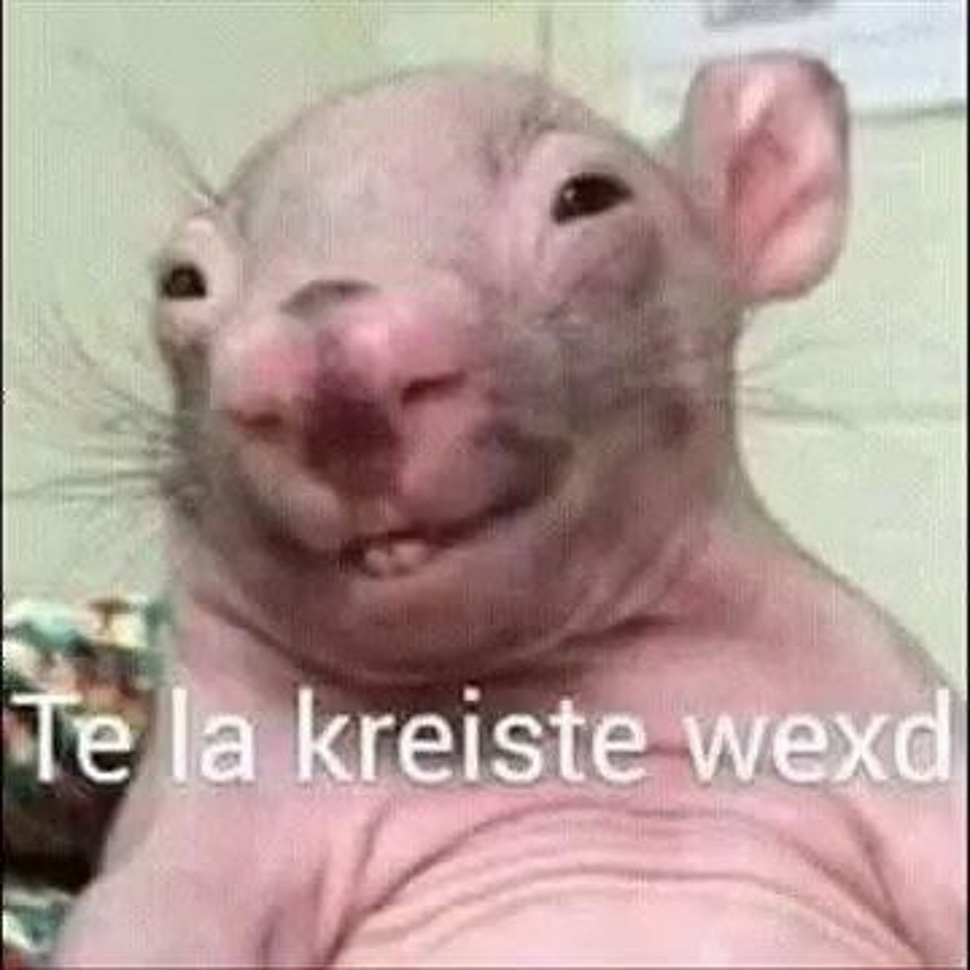 Rata sonriendo: te la kreiste wexd